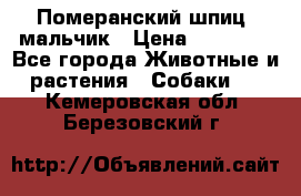 Померанский шпиц, мальчик › Цена ­ 35 000 - Все города Животные и растения » Собаки   . Кемеровская обл.,Березовский г.